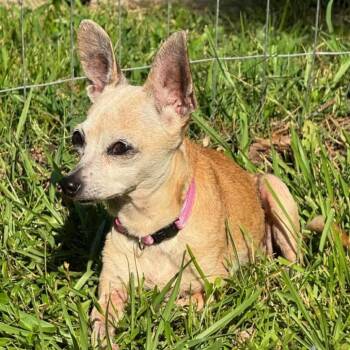 Rescue Chihuahua Dogs for Adoption in Wadena, Minnesota - Tiny Pinson | PetCurious