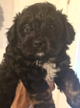 Clyde -  Poodle Dog for Adoption in Dallas, Texas - Clyde | PetCurious