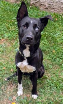 Rescue Husky and Labrador Retriever Dogs for Adoption in Akron, Ohio - NICKLE | PetCurious