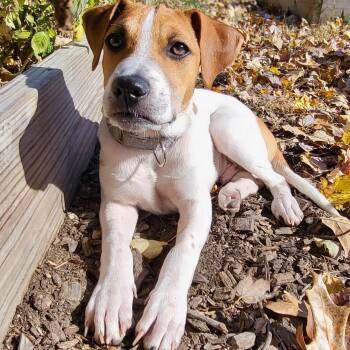 Rescue Jack Russell Terrier Dogs for Adoption in Baldwin, Maryland - Pinto | PetCurious