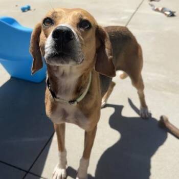 Gracie -  Hound and Mixed Breed Dog for Adoption in Fairfax Station, Virginia - Gracie | PetCurious