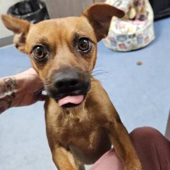 Rocko -  Miniature Pinscher and Mixed Breed Dog for Adoption in Gainesville, Florida - Rocko | PetCurious
