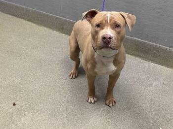 Pit Bull Terrier Dogs Available for Adoption - DC | PetCurious