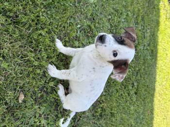 Tiffany -  Mixed Breed Dog for Adoption in Iron Ridge, Wisconsin - Tiffany | PetCurious