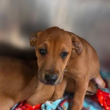 Mixed Breed Dogs Available for Adoption in Charleston, West Virginia - Portho