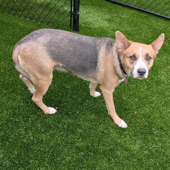 Aries -  Husky and German Shepherd Dog Dog for Adoption in Detroit, Michigan - Aries | PetCurious