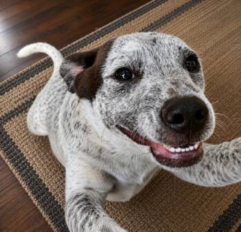 Bernie 150 adoption fee -  Australian Cattle Dog Blue Heeler Dog for Adoption in Atlanta, Texas - Bernie 150 Adoption Fee | PetCurious