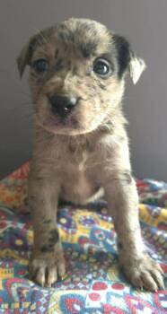 Labrador Retriever and Australian Shepherd Dogs Available for Adoption - Candle | PetCurious