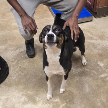 Gatzby 052007U -  Australian Cattle Dog Blue Heeler and Mixed Breed Dog for Adoption in Tupelo, Mississippi - Gatzby 052007U | PetCurious