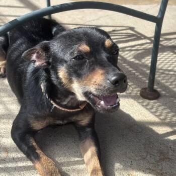 Sebastian -  Miniature Pinscher Dog for Adoption in Plano, Texas - Sebastian | PetCurious