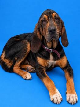 REMI -  Bloodhound Dog for Adoption in Westminster, Maryland - REMI | PetCurious