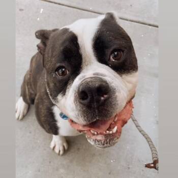 American Bulldog and Mixed Breed Dogs Available for Adoption - Balooga | PetCurious