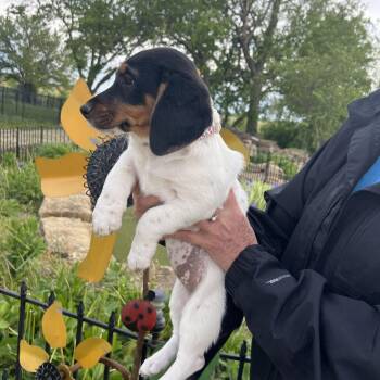 Basset Hound and English Bulldog Dogs Available for Adoption in Auburn, Kansas - Baby Boy | PetCurious