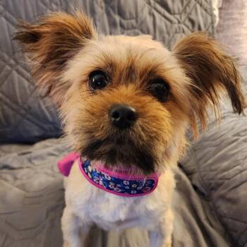 Yorkshire Terrier and Shih Tzu Dogs Available for Adoption in Ferndale, Michigan - Sonya (Soso) | PetCurious