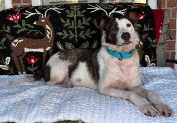 Rescue Australian Kelpie Dogs for Adoption in Bowdoin, Maine - Lettie | PetCurious