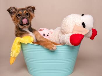 Australian Shepherd and Shetland Sheepdog Sheltie Dogs Available for Adoption in Palo Alto, California - Toy Box: Gameboy | PetCurious