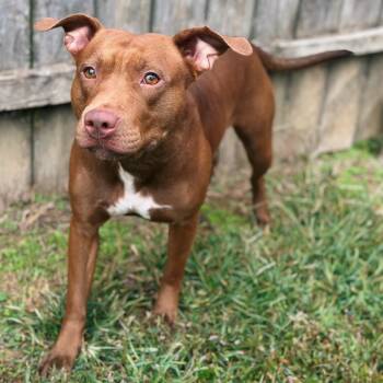 Rescue Terrier and Mixed Breed Dogs for Adoption in Mount Vernon, Indiana - Jullup | PetCurious