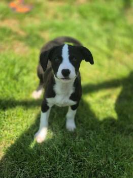 Terrier and Hound Dogs Available for Adoption in Dover, Arkansas - Beth | PetCurious