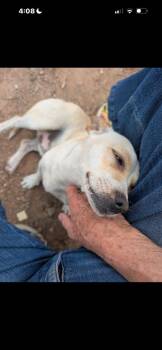 Chihuahua Dogs Available for Adoption in Scottsdale, Arizona - Don Knotts | PetCurious