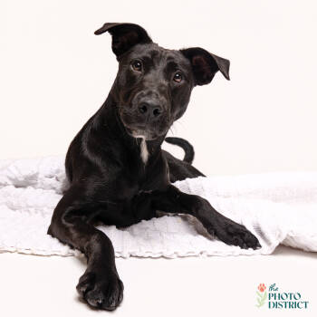 Rescue Pit Bull Terrier Dogs for Adoption in Winnabow, North Carolina - Koala | PetCurious