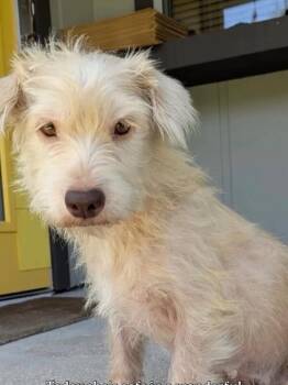 Milkshake -  Miniature Poodle and Schnauzer Dog for Adoption in Boulder, Colorado - Milkshake | PetCurious