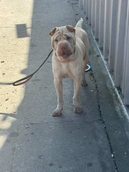 Buddha -  Shar Pei Dog for Adoption in Lake Forest, California - Buddha | PetCurious