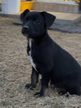 Chihuahua and Australian Cattle Dog Blue Heeler Dogs Available for Adoption - Teddy | PetCurious