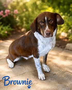Brownie -  Spaniel Dog for Adoption in Toms River, New Jersey - Brownie | PetCurious