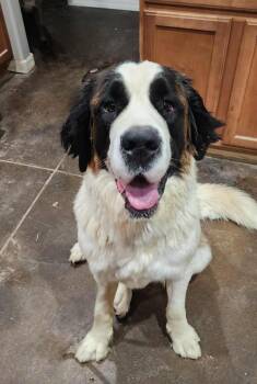 Saint Bernard Dogs Available for Adoption - Pancha | PetCurious
