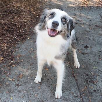 CIDER -  Australian Shepherd Dog for Adoption in Richmond, California - CIDER | PetCurious