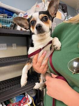 SANCHO -  Chihuahua Dog for Adoption in Riverside, California - SANCHO | PetCurious