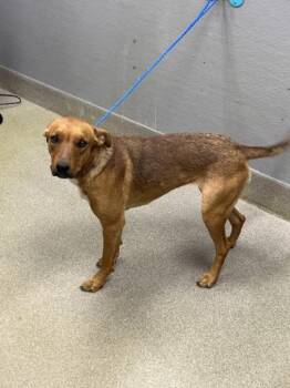 CARDI -  Labrador Retriever and Pit Bull Terrier Dog Available for Adoption in Las Vegas, Nevada - CARDI | PetCurious