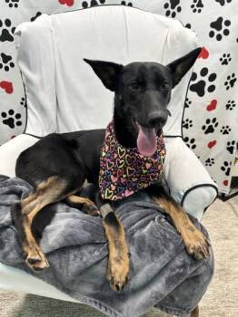 Judy -  Shepherd and Mixed Breed Dog for Adoption in Seagoville, Texas - Judy | PetCurious