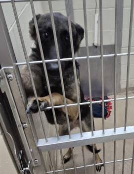 MERMAID -  Belgian Shepherd Malinois and German Shepherd Dog Dog for Adoption in Decatur, Illinois - MERMAID | PetCurious