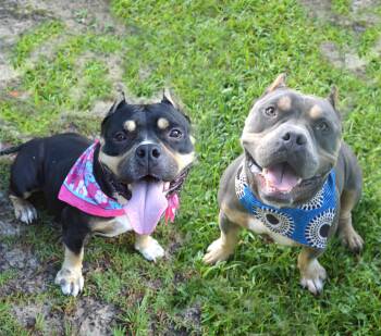 Rescue American Bully Dogs for Adoption in Gulfport, Mississippi - Jordi & Jaida | PetCurious