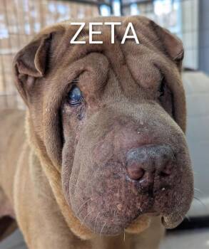 Rescue Shar Pei Dogs for Adoption in Cameron, North Carolina - ZETA | PetCurious