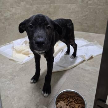 Rescue Black Labrador Retriever Dogs for Adoption in Hinesville, Georgia - Morris | PetCurious