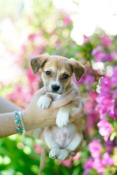 Miniature Poodle Dogs Available for Adoption - Mr. Bingley | PetCurious