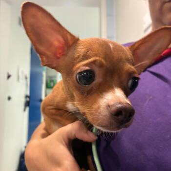 Boo Boo Keys -  Chihuahua Dog for Adoption in Northbrook, Illinois - Boo Boo Keys | PetCurious