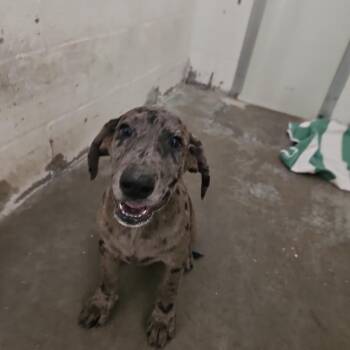 SCFL-Stray-67096 -  Mixed Breed Dog for Adoption in Lake Panasoffkee, Florida - SCFL-Stray-67096 | PetCurious