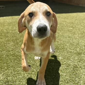 Mizzle 2940 -  Mixed Breed Dog for Adoption in Loxahatchee Groves, Florida - Mizzle 2940 | PetCurious