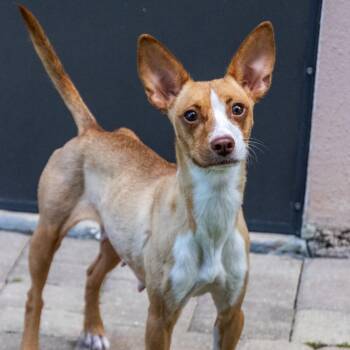 Remi -  Basenji and Mixed Breed Dog for Adoption in Titusville, Florida - Remi | PetCurious