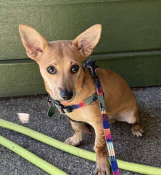 Brisket -  Chihuahua and Dachshund Dog for Adoption in Seattle, Washington - Brisket | PetCurious