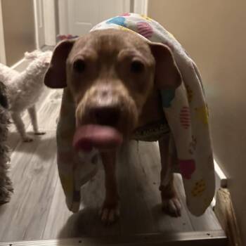 Mixed Breed Dogs Available for Adoption - Apricot | PetCurious