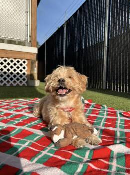 Silky Terrier Dogs Available for Adoption in Seattle, Washington - Jake | PetCurious
