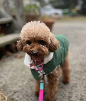 Rescue Poodle Dogs for Adoption in Thornwood, New York - Maple | PetCurious