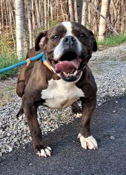 Rescue English Bulldog Dogs for Adoption in Westminster, South Carolina - Harlie Bulldog Sis | PetCurious