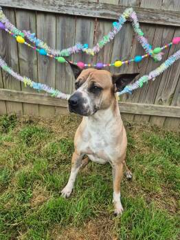 Shar Pei and Mastiff Dogs Available for Adoption in Dover, Arkansas - Moose | PetCurious