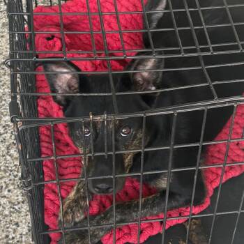 Bath -  Australian Cattle Dog Blue Heeler and Shepherd Dog for Adoption in Morganton, North Carolina - Bath | PetCurious