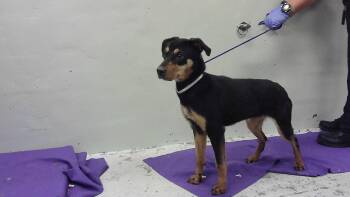Rottweiler and Mixed Breed Dogs Available for Adoption - GRACIE | PetCurious